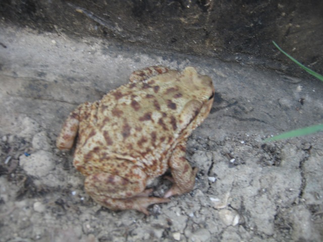 Rospo - Bufo bufo